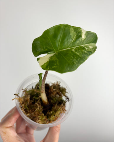 Alocasia low rider albo variegated