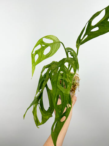 Monstera adansonii indo mint/marble K - double growth points