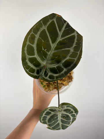 Anthurium red crystal NSE (indonesia) as is