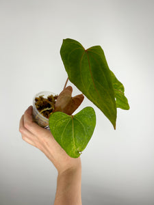 Anthurium papillilaminum Red stem x portillae Indonesia F