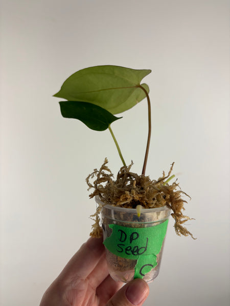 Anthurium Dark Pheonix seed C