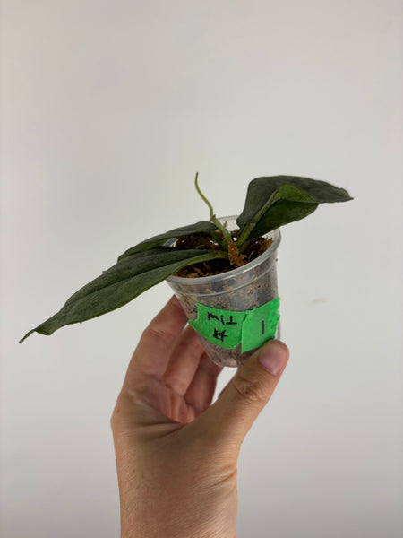 Hoya mitrata silver sp kapuas hulu 1
