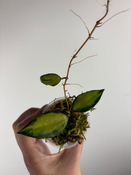 Hoya caudata variegated D