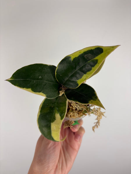 Hoya sp panglai west java albo 9