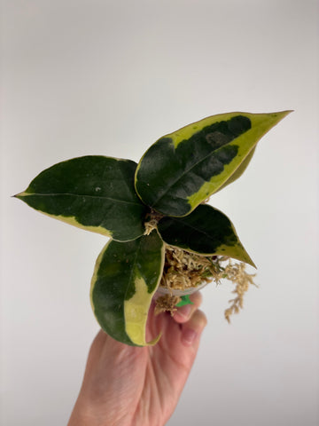 Hoya sp panglai west java albo 9