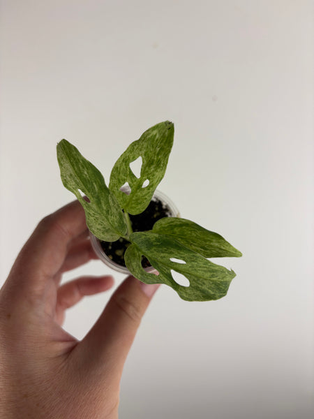 Monstera adansonii marble mint
