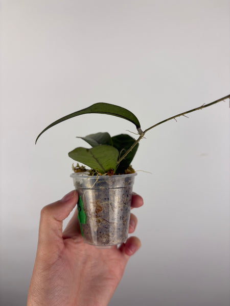 Hoya aff forbesii silver 3