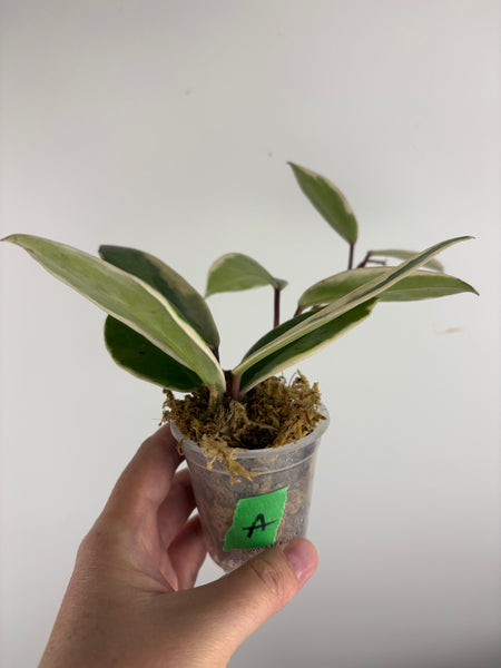 Hoya flamingo dream A