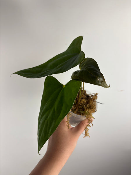 anthurium bvit x portillae G