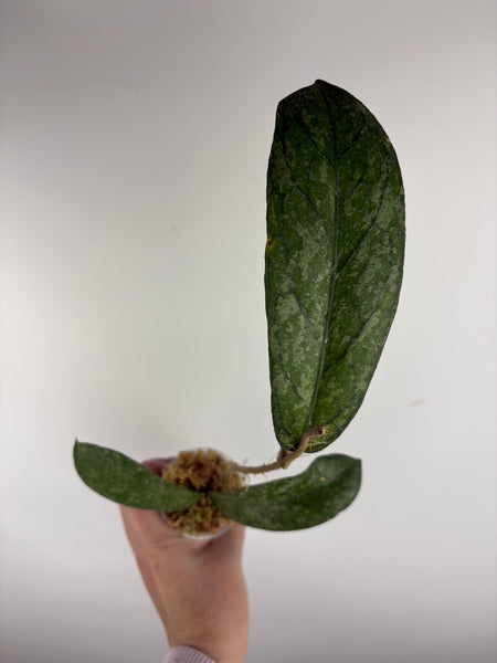 Hoya Tanggamus high splash A