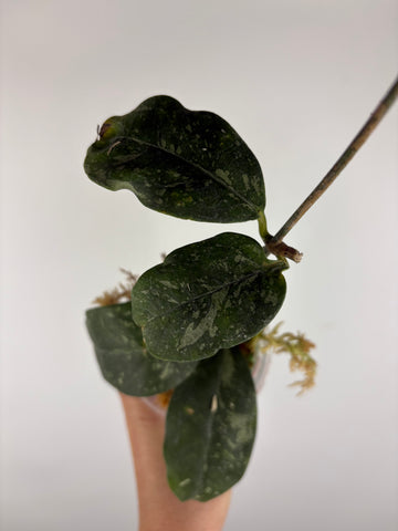 Hoya campanulata splash 4