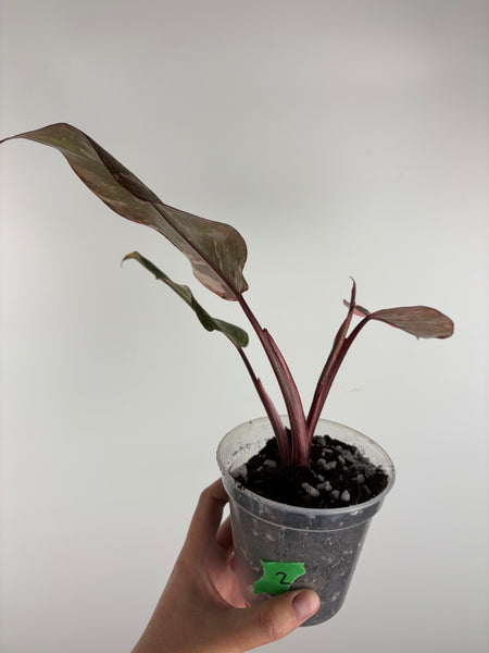 Philodendron pink princess marble galaxy 2