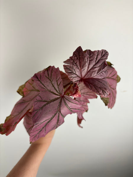 Begonia Lamoon big size (Thailand)