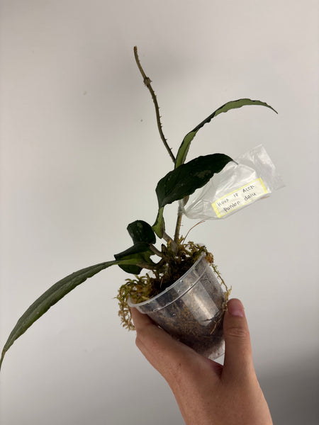 Hoya Sp. Aceh Pandan Dalu C