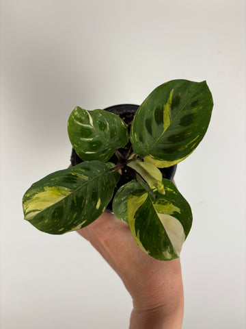 Maranta Variegated (Prayer Plant) 4 inch