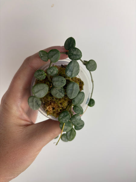 Hoya serpens silver (Thailand) C