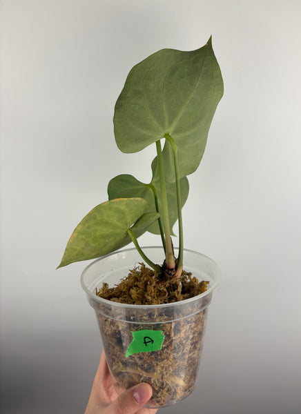 Anthurium clarinervium white spider A