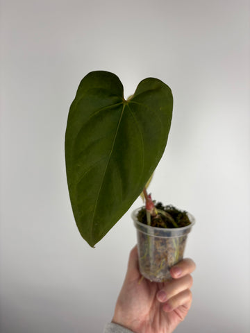 Anthurium BVIT x xone C