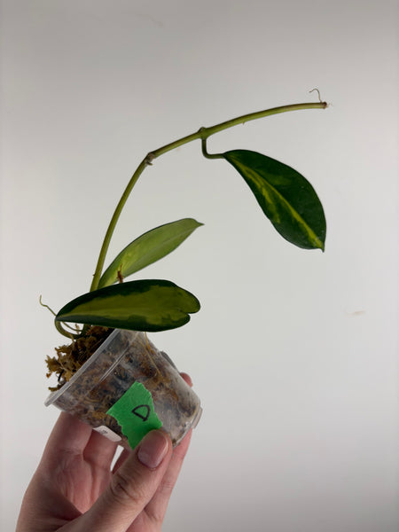 hoya diversifolia maharani D