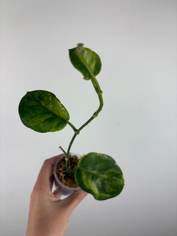 Hoya australis peridot 2