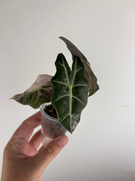 Alocasia Polly pink variegated