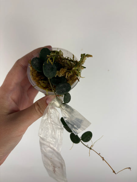 Hoya Serpens - lightly rooted