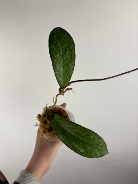 Hoya Tanggamus high splash C