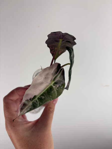 Alocasia Polly pink variegated