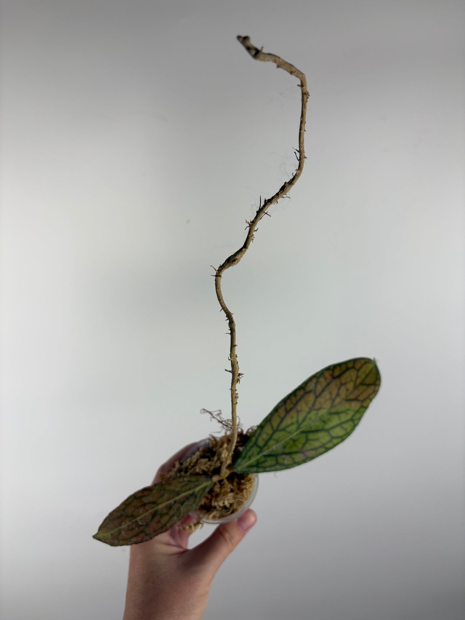 hoya tanggamus limu kapas C