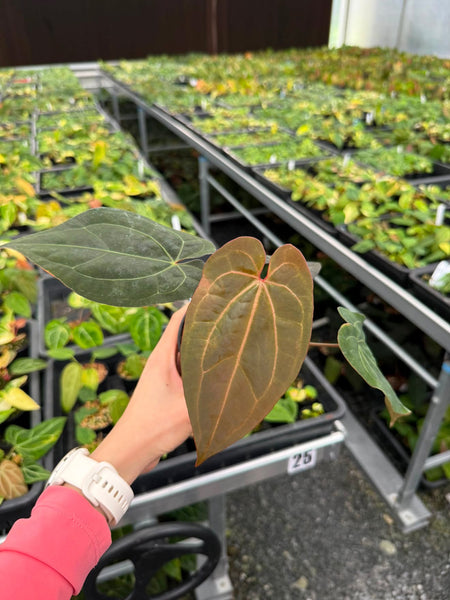 Anthurium RVDP x Carla unacclimated (Thailand)