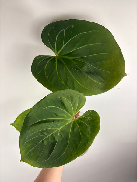 Anthurium king of spades F large