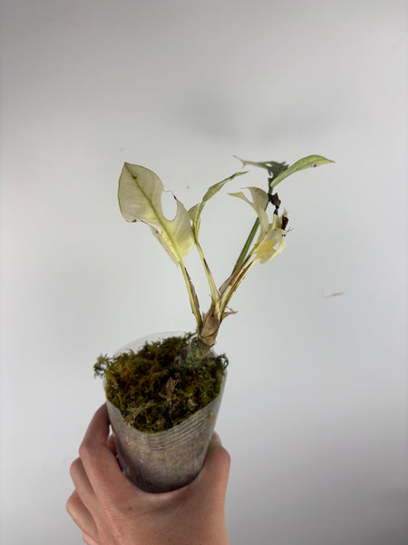 rhaphidophora tetrasperma white monster