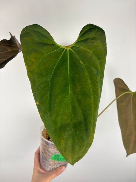 Anthurium Fort Sherman flat red