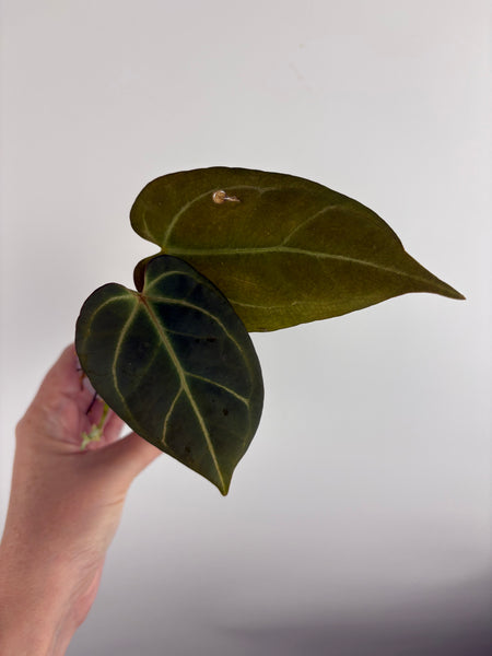 Anthurium HU x papi