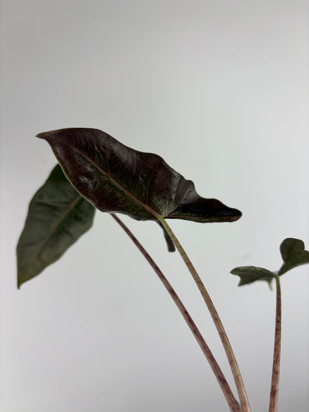 Alocasia Layla 3