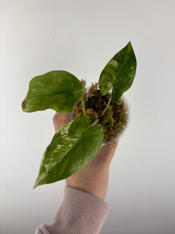 Alocasia flemingiana variegated 2