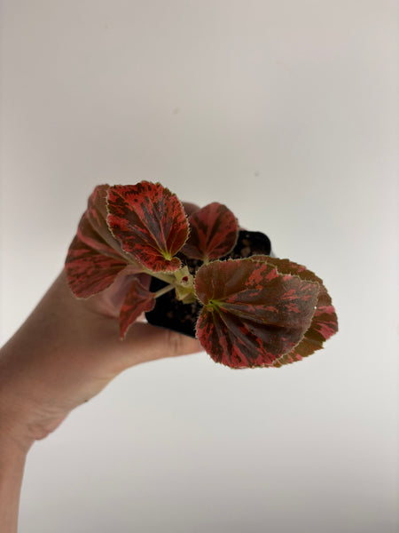 begonia semperflorens red variegated 2.5 inch