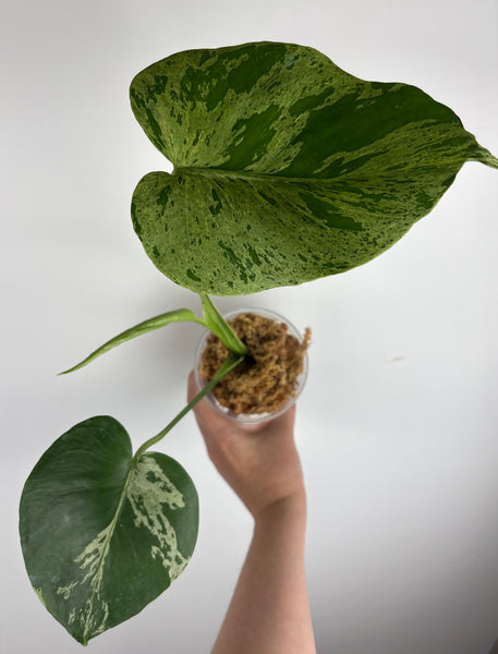 Monstera vietciosa (Thailand) A
