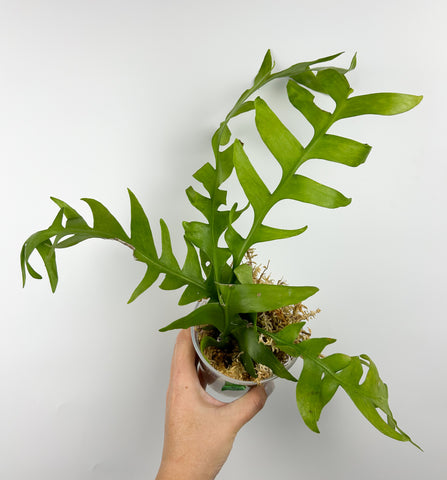 Fern leaf cactus B