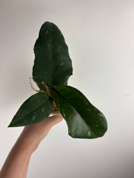 hoya Sp aceh gayo lues A
