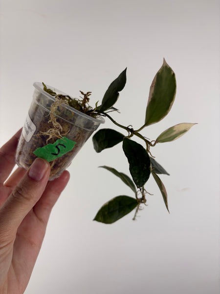 Hoya lacunosa 'Asami' (Wonosobo) 5