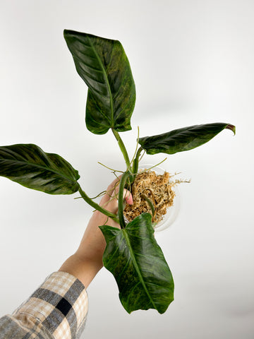 philodendron subhastatum variegated D as is