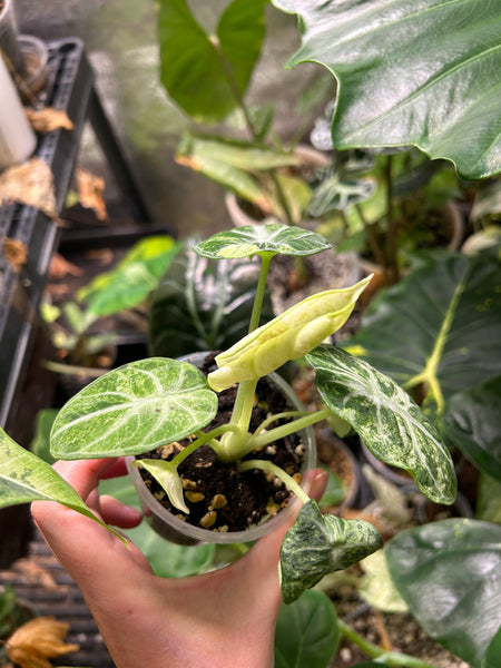 Alocasia ninja tricolor 3 inch pot C