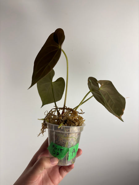 Anthurium BVIT x dark phoenix A2