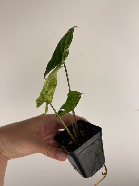 Syngonium albo