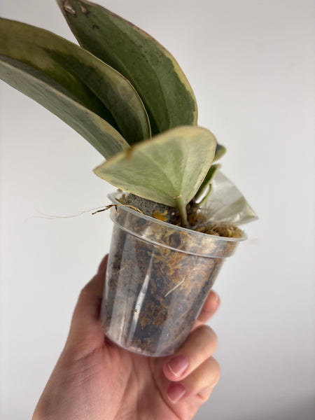 hoya latifolia albomarginata A