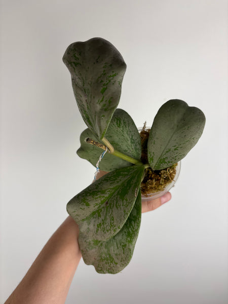 Hoya Chang dao silver D
