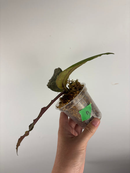 Hoya Undulata purple silver B2