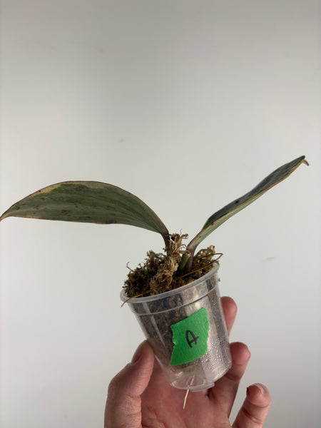 hoya latifolia albomarginata sp Borneo A