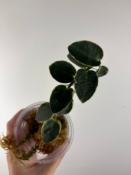 Hoya cumingiana Albo 1